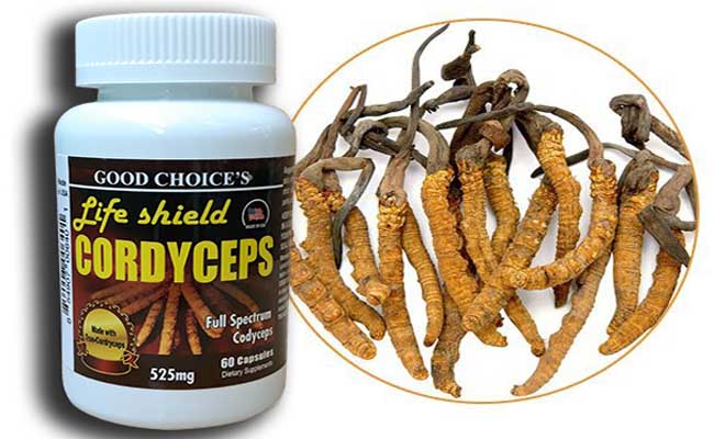 Life Shield Cordyceps là một trong những sản phẩm Đông trùng hạ thảo nổi tiếng của Mỹ